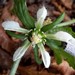 Blumenbachia silvestris - Photo (c) ludovica_, algunos derechos reservados (CC BY-NC), subido por ludovica_