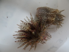 Aulactinia verrucosa