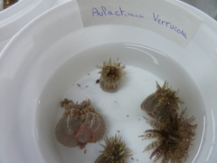 Aulactinia verrucosa