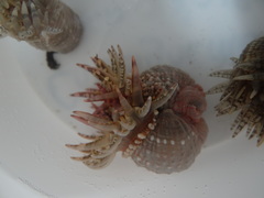 Aulactinia verrucosa