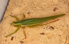 Listroscelidinae