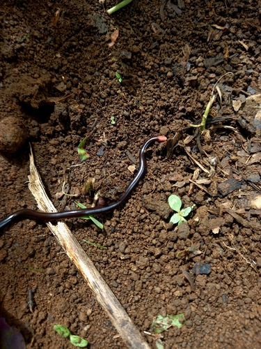 Photo of a Costa Rica Blind Snake (Helminthophis frontalis)