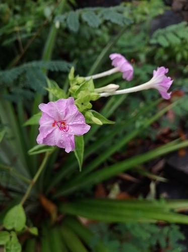 Maravilla (Mirabilis jalapa)