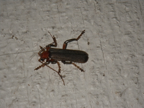 Brown Leather Wing Beetle photo 4
