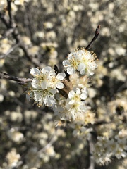 Prunus rivularis