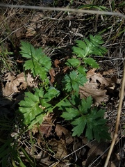 Hydrophyllum occidentale