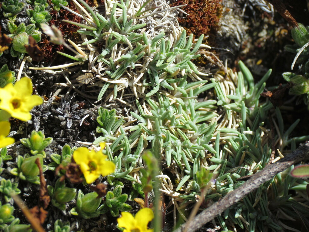 Pincushion Grass from Mount Pisa, New Zealand on October 22, 2023 at 10
