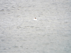 Chroicocephalus ridibundus