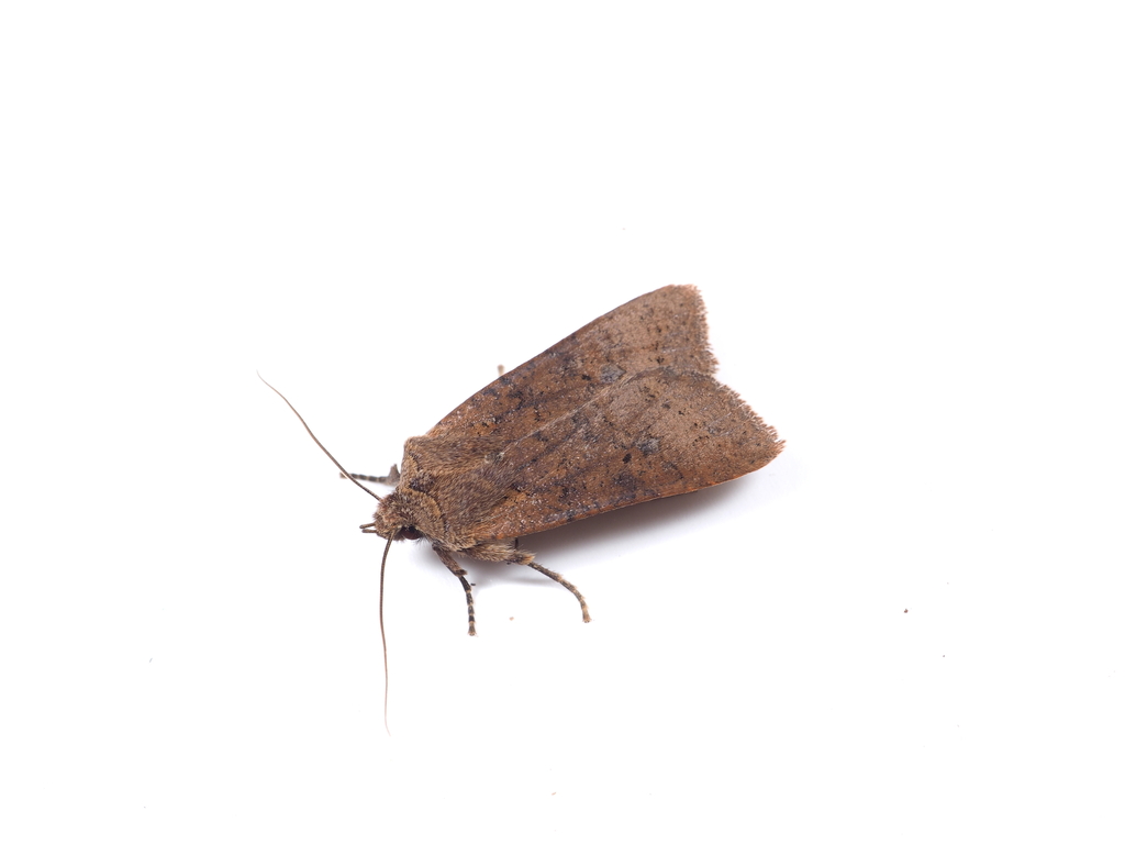 Rhynchaglaea fuscipennis