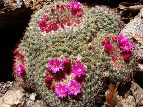Mammillaria standleyi