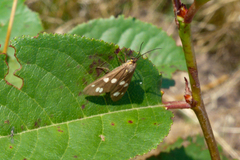 Dysauxes punctata