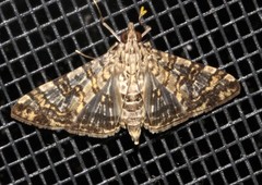 Dysallacta negatalis