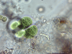 Chroococcus turgidus
