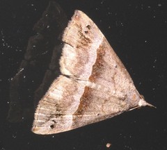 Hypena euryzostra