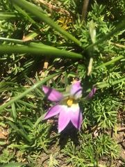 Romulea rosea australis