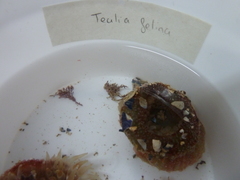 Urticina felina