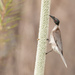 Noisy Friarbird - Photo (c) Rolf Lawrenz, some rights reserved (CC BY), uploaded by Rolf Lawrenz