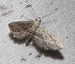 Araeopteron canescens