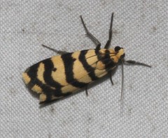 Scaptesyle equidistans