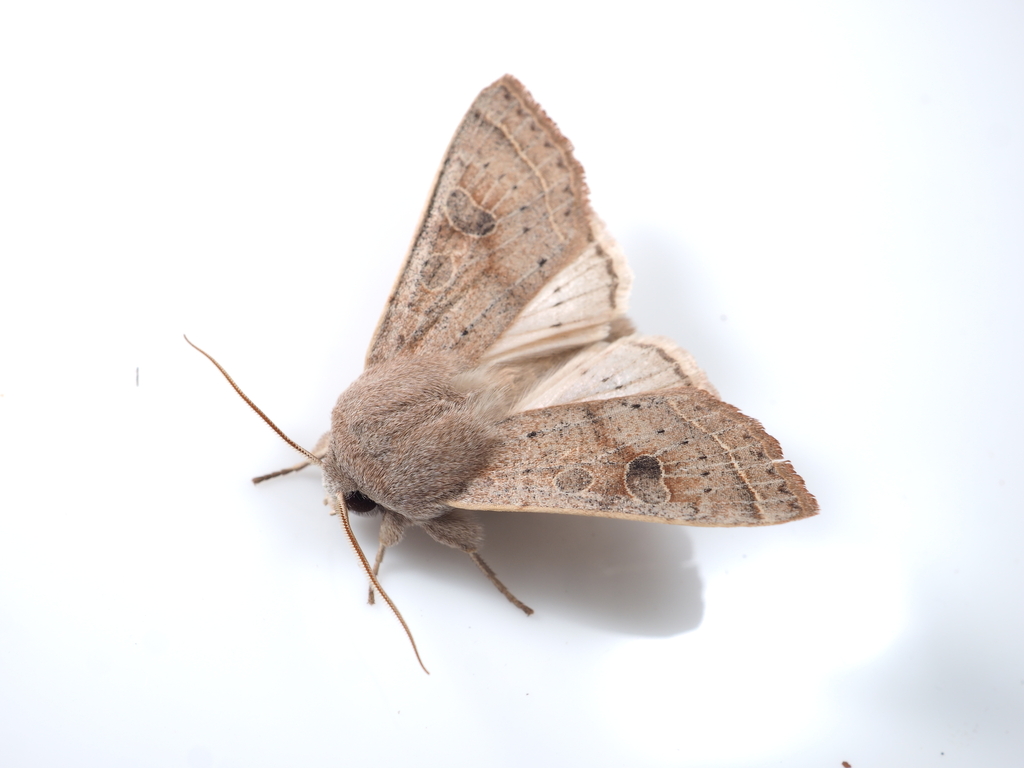 Orthosia ella