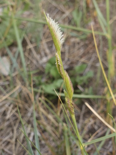 Sporobolus hookerianus P.M.Peterson & Saarela