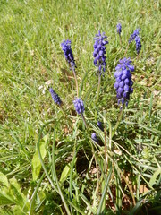 Muscari neglectum