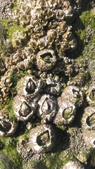 Amphibalanus subalbidus