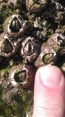 Amphibalanus subalbidus