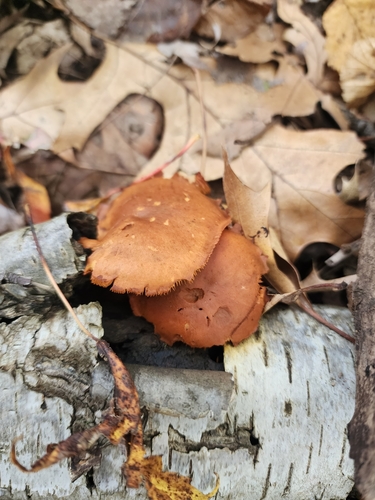 Gymnopilus