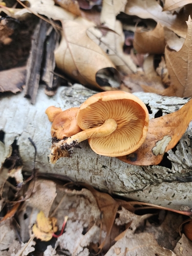 Gymnopilus (Photo 2 of 6)