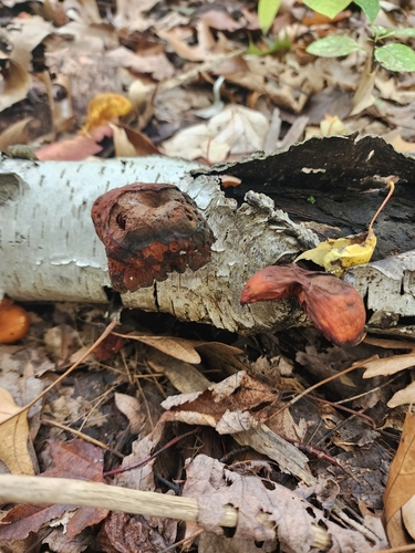 Gymnopilus (Photo 3 of 6)
