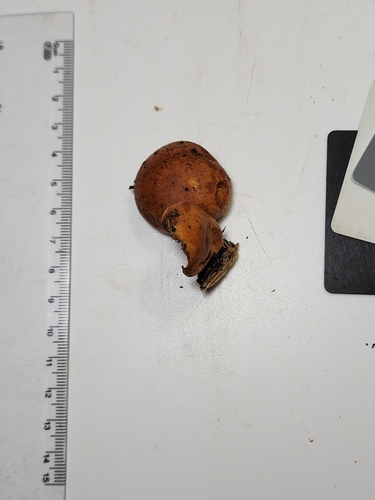 Gymnopilus (Photo 4 of 6)