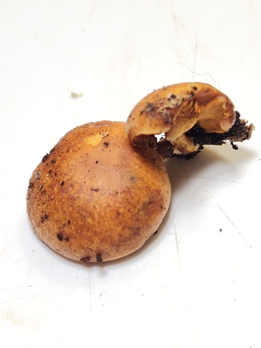 Gymnopilus (Photo 5 of 6)