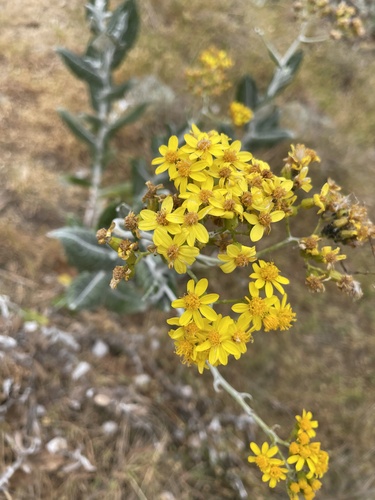 Senecio observed 2023-10-22