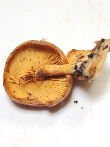 Gymnopilus (Photo 6 of 6)