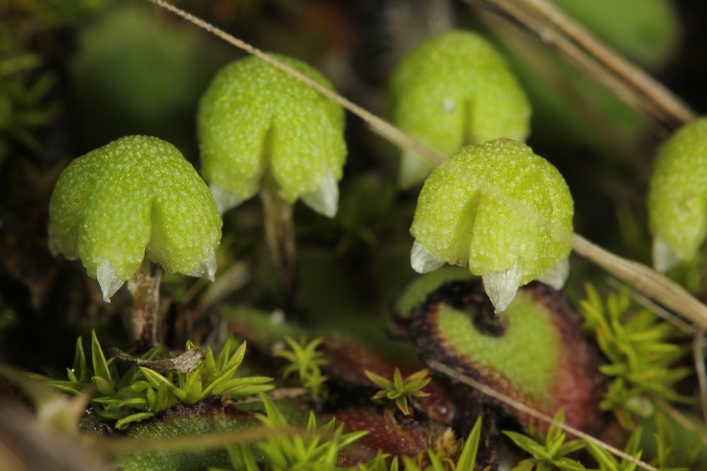 Calasterella