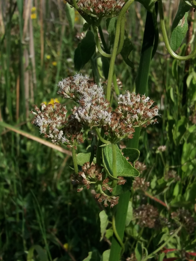 Mikania mendocina