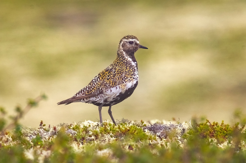 Chorlito dorado europeo (Pluvialis apricaria)