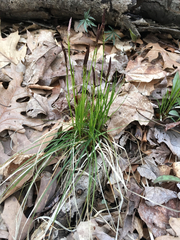 Carex pensylvanica