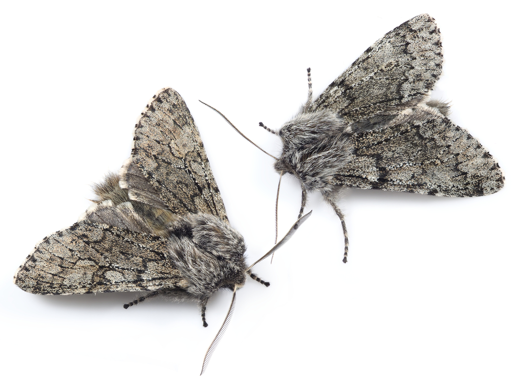 Brachionycha permixta