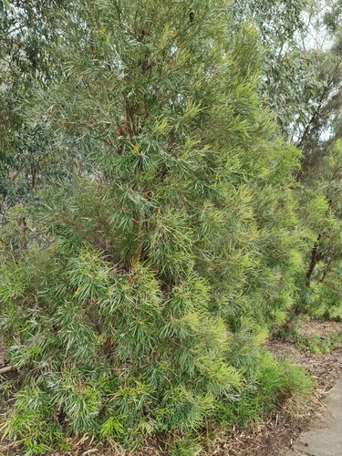 Image of Banksia littoralis by (c) Belinda Forbes, some rights reserved (CC BY)
