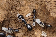 Camponotus aethiops