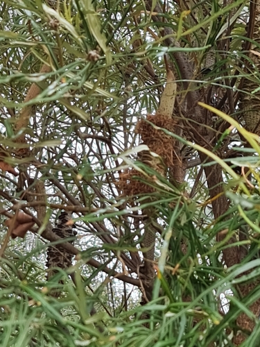 Image of Banksia littoralis by (c) Belinda Forbes, some rights reserved (CC BY)