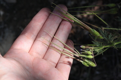 Erodium brachycarpum