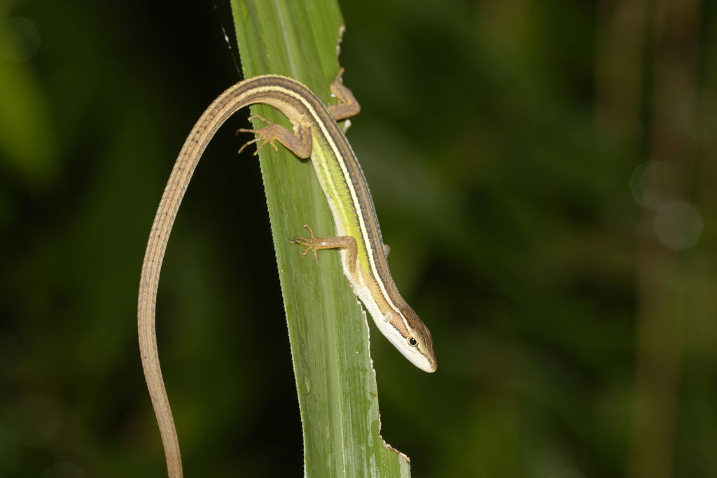 Stejneger's Grass Lizard