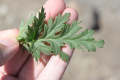 Erodium brachycarpum