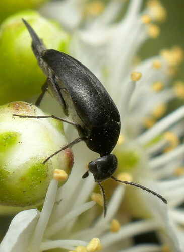 Stenomordella