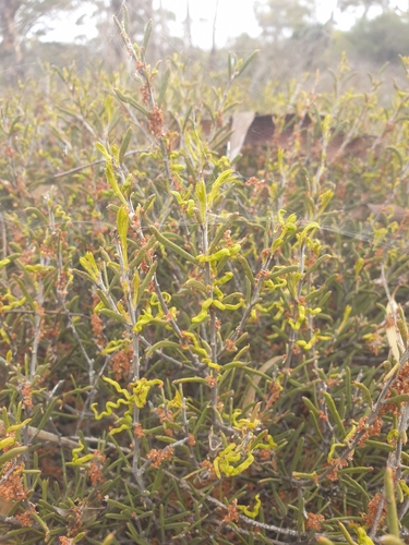 Acacia undosa