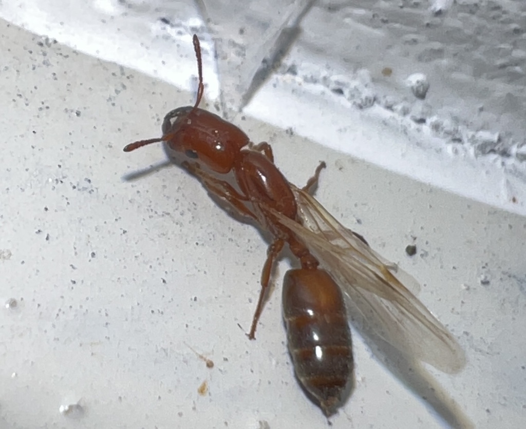 Crematogaster angusticeps