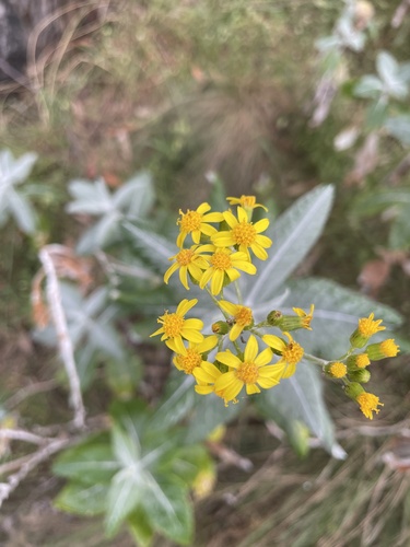Senecio observed 2023-10-22